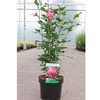 Hibiscus syriacus Plant - Freedom