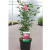 Hibiscus syriacus Plant - Freedom