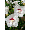 Hibiscus syriacus Plant - French Point
