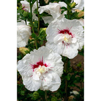 Hibiscus syriacus Plant - French Point