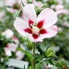 Hibiscus syriacus Plant - 