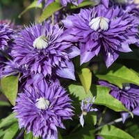 Hibiscus syriacus Plant - Kakapo
