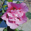 Hibiscus syriacus Plant - Kakapo