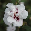 Hibiscus syriacus Plant - Lady Stanley