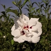 Hibiscus syriacus Plant - Lady Stanley