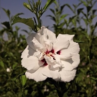 Hibiscus syriacus Plant - Lady Stanley