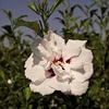 Hibiscus syriacus Plant - Lady Stanley