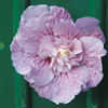 Hibiscus syriacus Plant - Lavender Chiffon