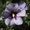 Hibiscus syriacus Plant - Marina (O. Bleu)