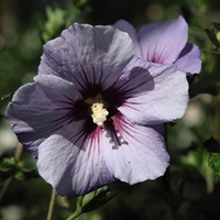 Hibiscus syriacus Plant - Marina (O. Bleu)