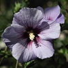Hibiscus syriacus Plant - Marina (O. Bleu)