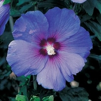Hibiscus syriacus Plant - Marina (O.Bleu)