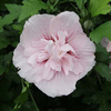 Hibiscus syriacus Plant - Pink Chiffon Noble