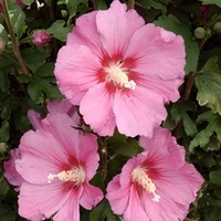 Hibiscus syriacus Plant - Pink Giant