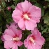 Hibiscus syriacus Plant - Pink Giant