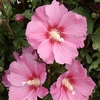 Hibiscus syriacus Plant - Pink Giant