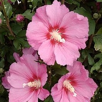 Hibiscus syriacus Plant - Pink Giant