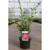 Hibiscus syriacus Plant - Purple Ruffles