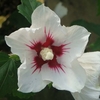 Hibiscus syriacus Plant - 