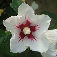 Hibiscus syriacus Plant - 
