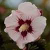 Hibiscus syriacus Plant - Rosso® Belli Colori