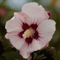 Hibiscus syriacus Plant - Rosso® Belli Colori