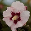 Hibiscus syriacus Plant - Rosso® Belli Colori
