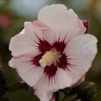 Hibiscus syriacus Plant - Rosso® Belli Colori