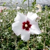Hibiscus syriacus Plant - 