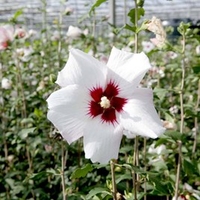 Hibiscus syriacus Plant - 