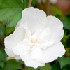 Hibiscus syriacus Plant - White Chiffon®