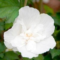 Hibiscus syriacus Plant - White Chiffon®