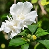 Hibiscus Syriacus Plant - White Pillar