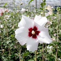 Hibiscus syriacus 