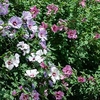 Hibiscus Tricolour 21cm Pot x 1
