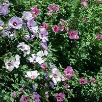 Hibiscus Tricolour 21cm Pot x 1