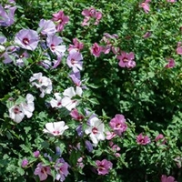 Hibiscus Tricolour Plant
