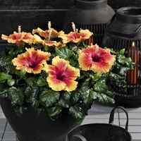 Hibisqs Apollo