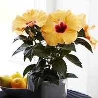 Hibisqs Apricot