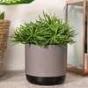 Himalaya Highlands (Senecio Archeri Himalaya)