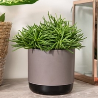 Himalaya Highlands (Senecio Archeri Himalaya)