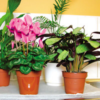 Holiday Watering Mat