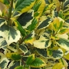 Holly Golden King