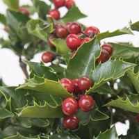 Holly Standard Blue Maid
