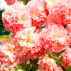 Hollyhock Plant - Peaches 