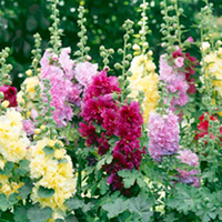 Hollyhock Plants - Spring Celebrities