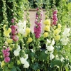 Hollyhock Seeds - Chater