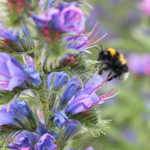 Honeybee Mix Seeds