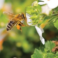 Honeybee Mix Seeds