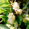 Honeysuckle Sweetest Plant